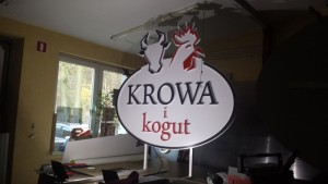 krowa i kogut 4